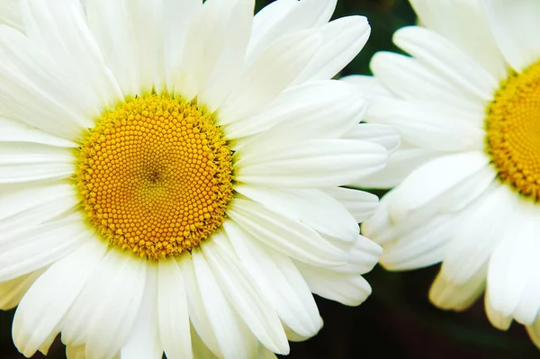 Manzanilla de flor grande blanca, flores manzanilla primer plano, pétalos blancos medios amarillos, primer plano — Foto de Stock