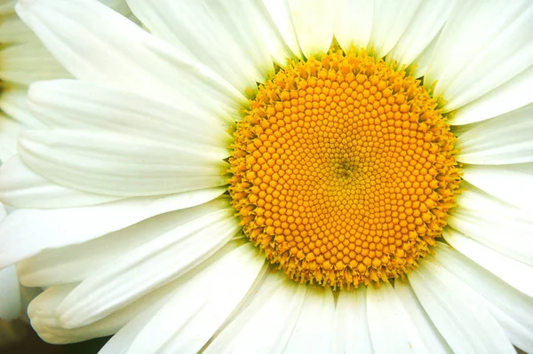 Vit gul mitten vita kronblad, närbild, stor blomma kamomill blommor kamomill närbild — Stockfoto