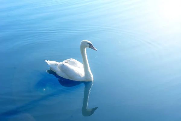 Белый лебедь купается в пруду по утрам — стоковое фото