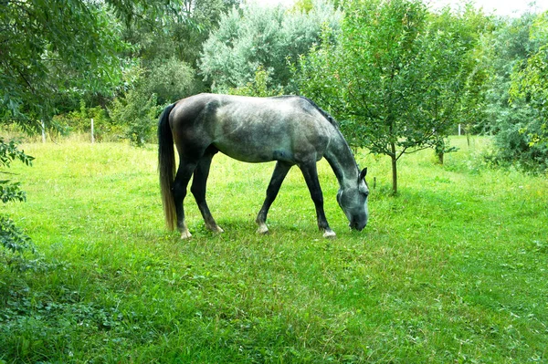 At çimenlerde otlayan — Stok fotoğraf