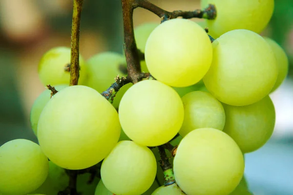 Cachos verdes de uvas Close-up de um ramo de uvas em videira em vinha — Fotografia de Stock