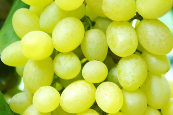 Grüne Trauben in Großaufnahme einer Traube an einer Weinrebe im Weinberg — Stockfoto