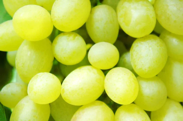 Cachos verdes de uvas Close-up de um ramo de uvas em videira em vinha — Fotografia de Stock