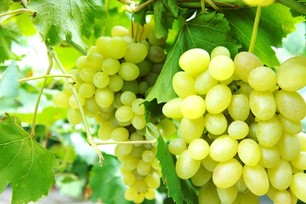 Groene trossen druiven Close-up van een tros druiven op grapevine in wijngaard — Stockfoto