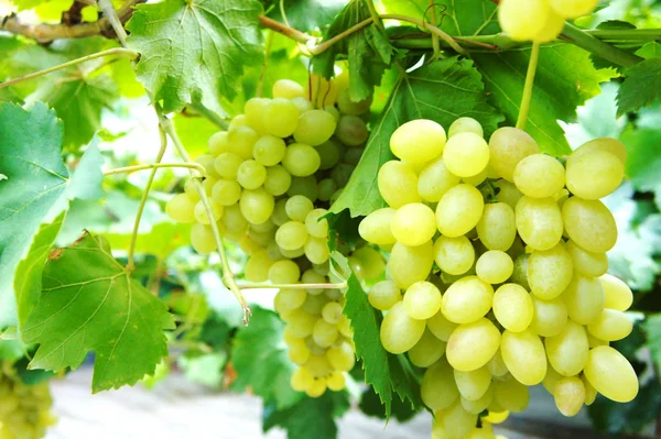 Grüne Trauben in Großaufnahme einer Traube an einer Weinrebe im Weinberg — Stockfoto