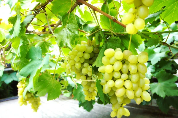 Grüne Trauben in Großaufnahme einer Traube an einer Weinrebe im Weinberg — Stockfoto