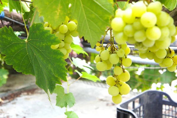 Cachos verdes de uvas Close-up de um ramo de uvas em videira em vinha — Fotografia de Stock