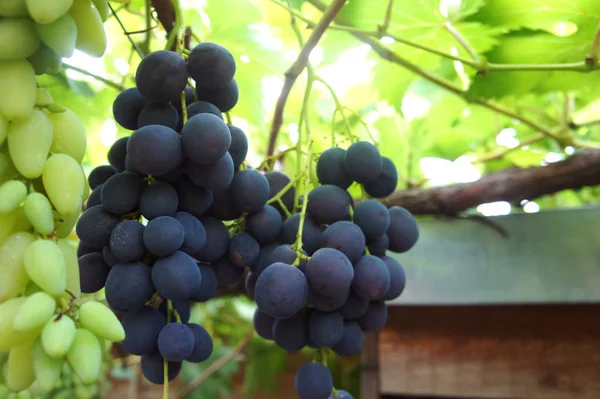 Bos van donkere zwarte druiven op grapevine in wijngaard — Stockfoto