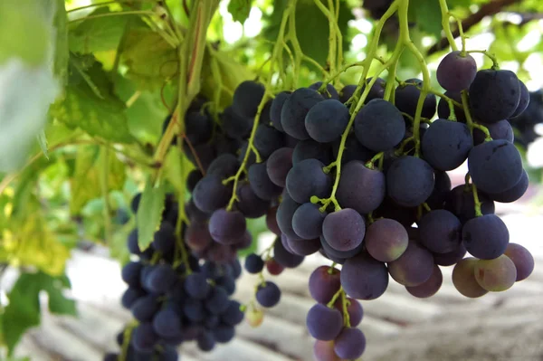 Bos van donkere zwarte druiven op grapevine in wijngaard — Stockfoto