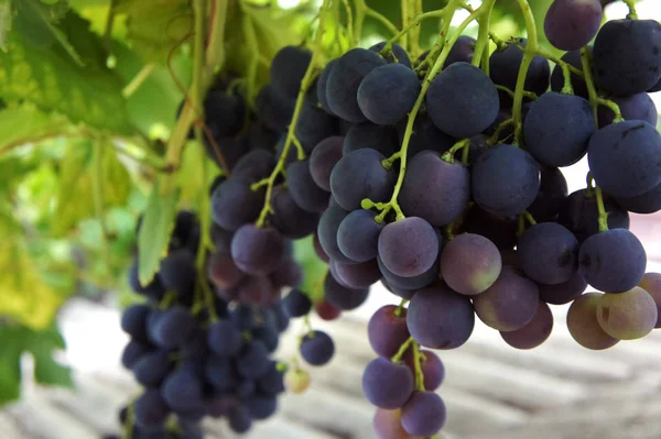 Traube dunkelschwarzer Trauben an Weinreben im Weinberg — Stockfoto