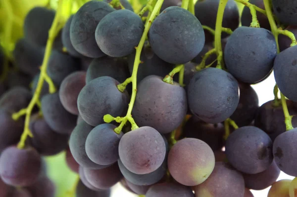 Close-up van een bos van zwarte druiven op grapevine in wijngaard — Stockfoto