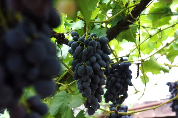 Bos van donkere zwarte druiven op grapevine in wijngaard — Stockfoto