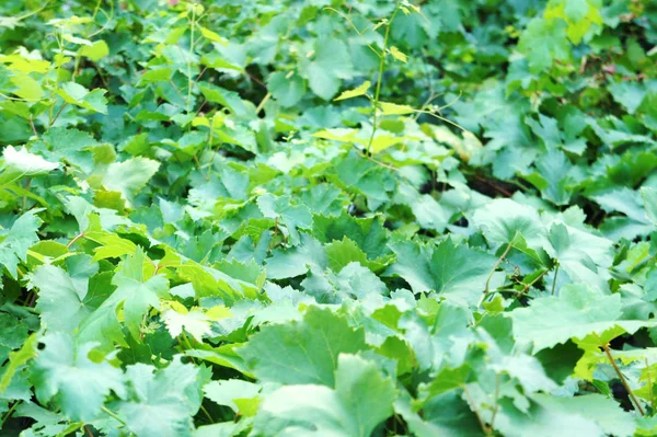 Grape leaves view from above, flowering vineyard, grape tree — Stock Photo, Image