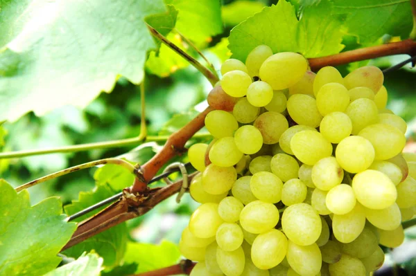 Groene trossen druiven Close-up van een tros druiven op grapevine in wijngaard — Stockfoto
