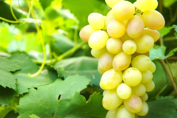 Nahaufnahme einer Traube an einer Weinrebe im Weinberg — Stockfoto