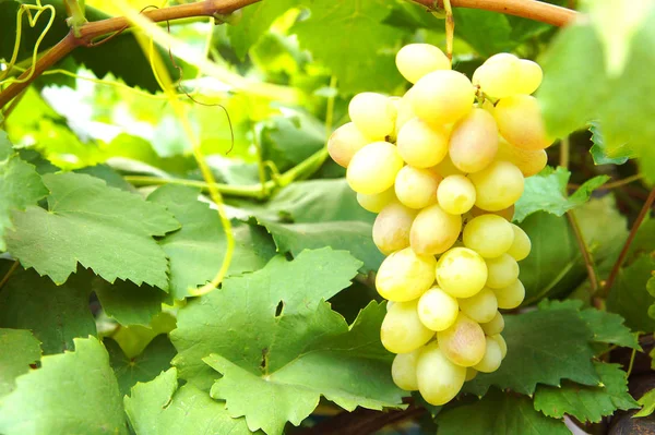 Close-up van een tros druiven op wijnstokken in wijngaarden — Stockfoto