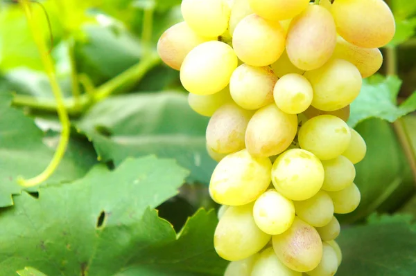 Nahaufnahme einer Traube an einer Weinrebe im Weinberg — Stockfoto