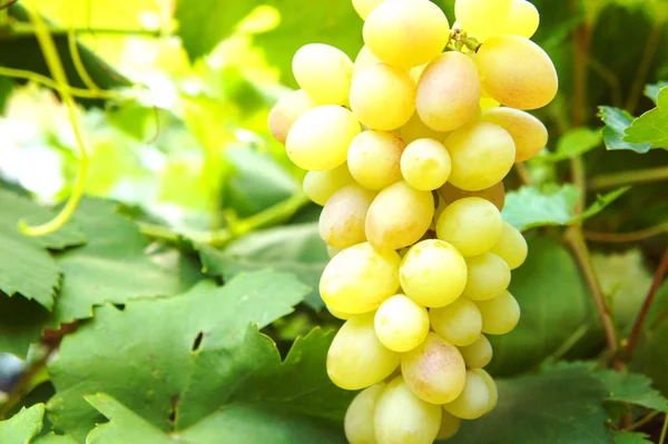 Nahaufnahme einer Traube an einer Weinrebe im Weinberg — Stockfoto