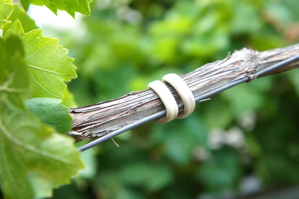 Een tak van een druiven de hand wordt gehouden aan een draad door een witte draad, Tying wijnstok takken in de wijngaard — Stockfoto