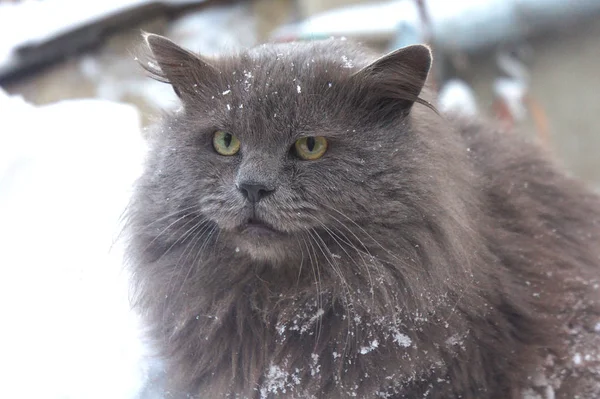 Gato gris siberiano peludo en la nieve, gato severo — Foto de Stock