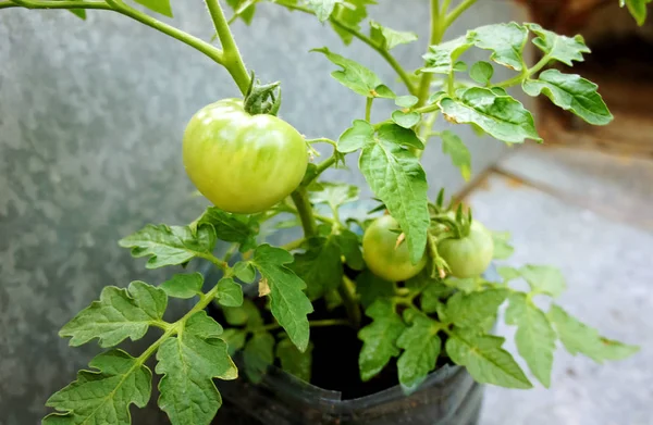 Pomodori verdi in giardino primo piano Primi piani pomodori rossi appesi agli alberi in giardino — Foto Stock