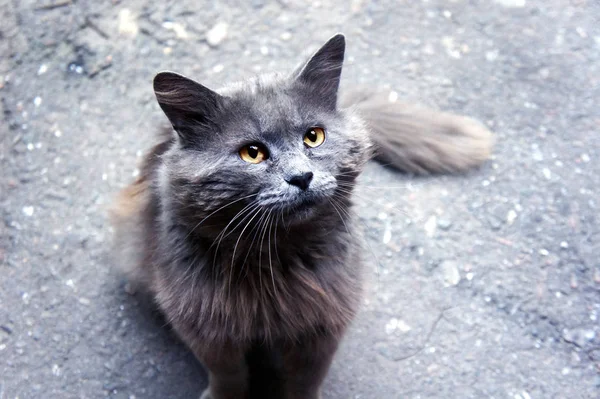 Gray cat looks cute look yellow eyes — Stock Photo, Image