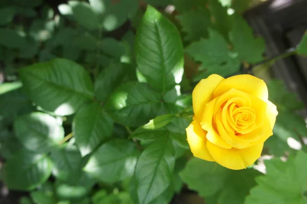 Hermosa flor de rosa amarilla en un jardín — Foto de Stock