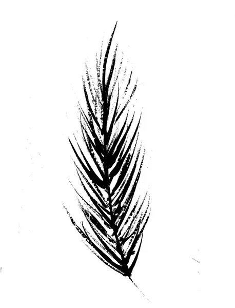 Иллюстрация перьев черно-белых, одно птичье перо — стоковое фото
