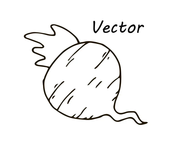 Desenho de vetor bonito simples de uma beterraba de um rabanete da coloração, de crianças do desenho e uma marca de comércio — Vetor de Stock