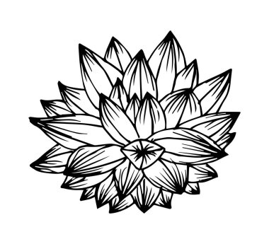 Beyaz arka plan üzerinde izole etli kontur vektör Illustration. renk çizim