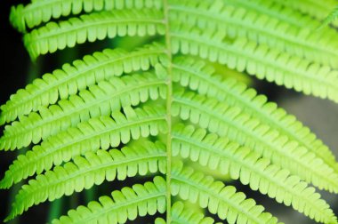 Fern yakın çekim büyük yeşil yaprakları. Fotoğraf arka plan yakın yeşil eğreltiotu yaprakları