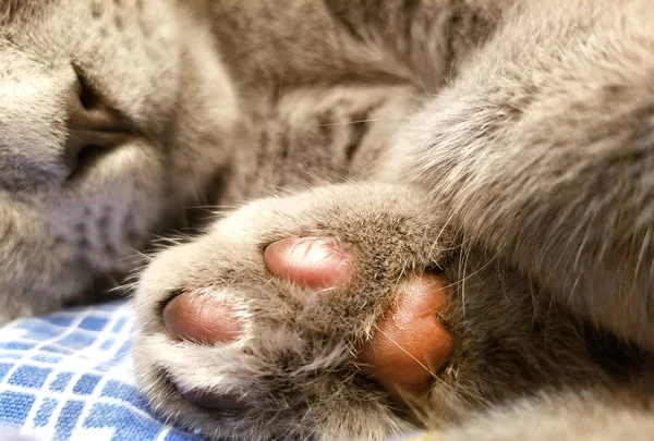 Pata de gato close-up. dormindo gato britânico cinza. almofadas rosa nas patas — Fotografia de Stock