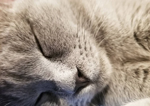 Gris británico pequeño gatito duerme de cerca. primer plano de bozal de gato. lindo gatito durmiendo —  Fotos de Stock