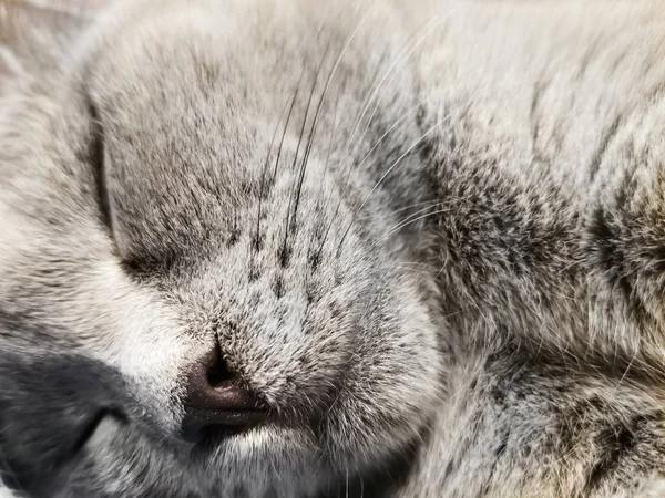 Gris británico pequeño gatito duerme de cerca. primer plano de bozal de gato. lindo gatito durmiendo —  Fotos de Stock