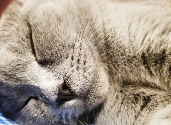 Grå brittisk liten kattunge sover närbild. närbild av nospartiet kattens söt kitty sover — Stockfoto