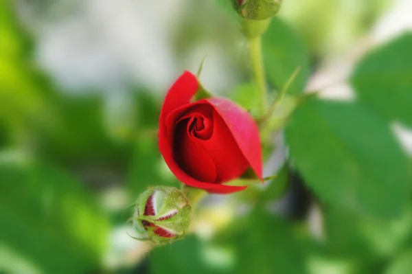 Red rose bud growing on a bush with greenery in the background. unopened flower close up. colorful bud — Stock Photo, Image