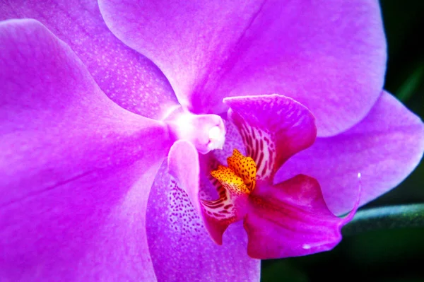 Lila orkidé blomma närbild. Flora Thailand. makro bilden av en orkidé tropiska blomman — Stockfoto