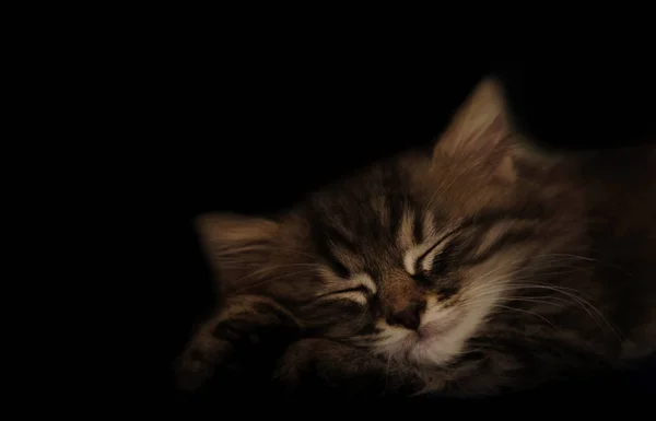 Tabby pequeño gatito duerme de cerca. primer plano de bozal de gato. gatito lindo rayado durmiendo en la oscuridad. fondo oscuro — Foto de Stock