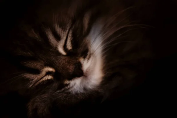 Tabby pequeno gatinho dorme close-up. close-up de gato focinho. gatinho bonito listrado dormindo no escuro. fundo escuro — Fotografia de Stock