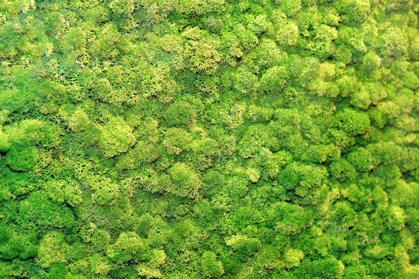 Мох фоновое изображение крупным планом. зеленый фон — стоковое фото