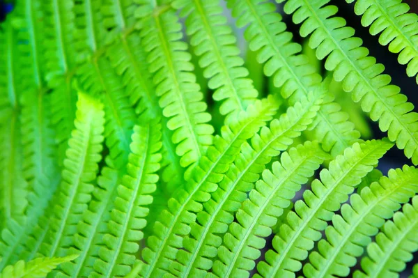 Hojas verdes grandes de primer plano de helecho. hojas de helecho verde cerca de fondo de la foto —  Fotos de Stock