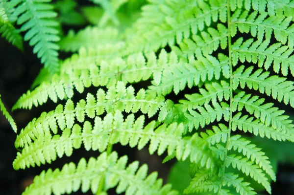 Large green leaves of fern close-up. green fern leaves close up photo background