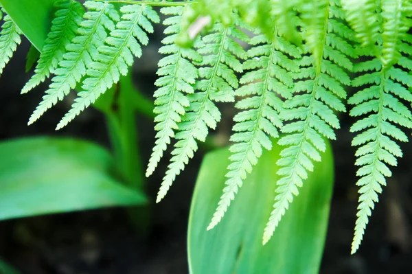 Large green leaves of fern close-up. green fern leaves close up photo background