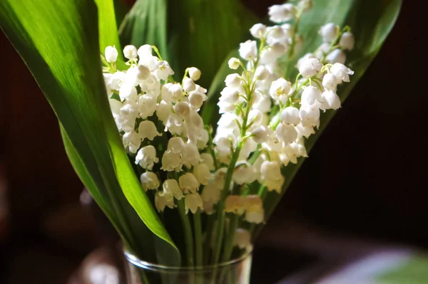 lily of the valley flowers, beautiful, fresh small flowers lilies of the valley