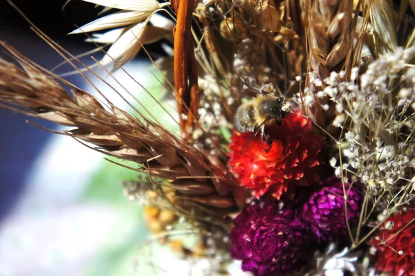 bouquet of dried flowers. spring flower bouquet photography. dry flowers