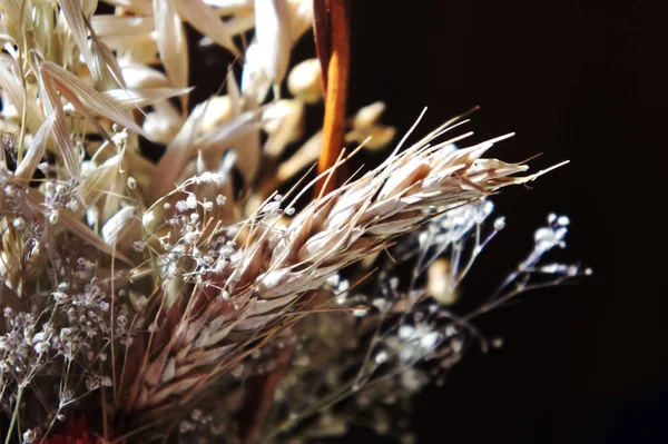 bouquet of dried flowers. spring flower bouquet photography. dry flowers