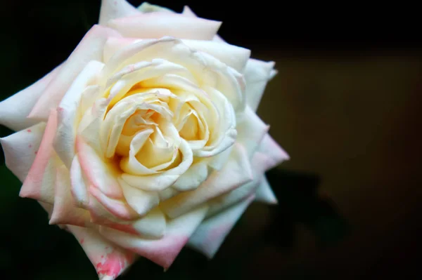 Grande rose blanche dans le jardin gros plan photographie. fleur délicate — Photo