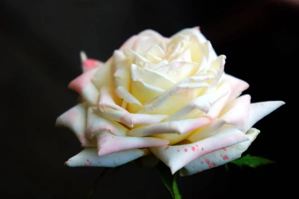 Rosa blanca grande en el jardín fotografía de primer plano. flor delicada — Foto de Stock