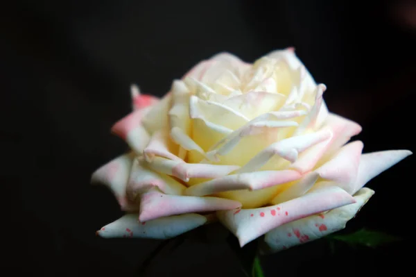 Rosa blanca grande en el jardín fotografía de primer plano. flor delicada — Foto de Stock