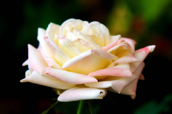 Rosa blanca grande en el jardín fotografía de primer plano. flor delicada — Foto de Stock